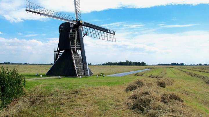  De Roekmole op Goaiingahuzen is de grootste spinnenkop van Friesland.